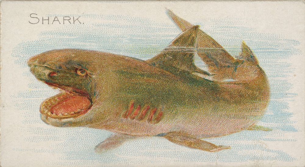 Shark, from the Fish from American Waters series (N8) for Allen & Ginter Cigarettes Brands issued by Allen & Ginter 