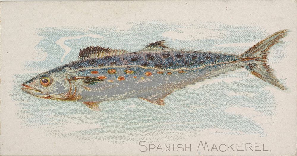 Spanish Mackerel, from the Fish from American Waters series (N8) for Allen & Ginter Cigarettes Brands issued by Allen &…