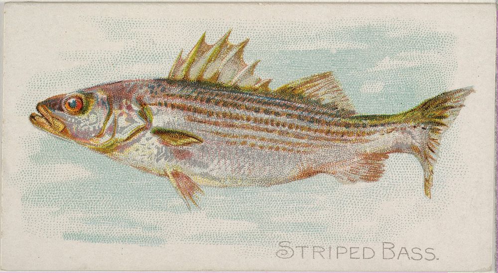 Striped Bass, from the Fish from American Waters series (N8) for Allen & Ginter Cigarettes Brands issued by Allen & Ginter 