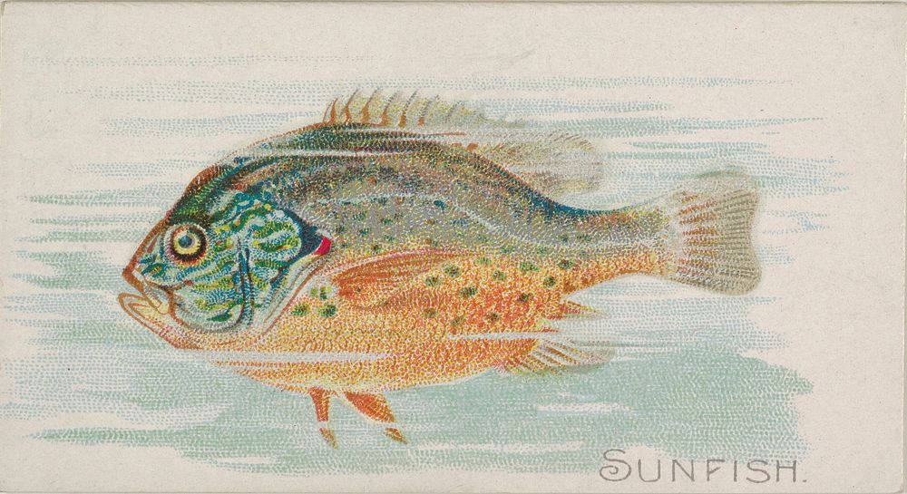 Sunfish, from the Fish from American Waters series (N8) for Allen & Ginter Cigarettes Brands