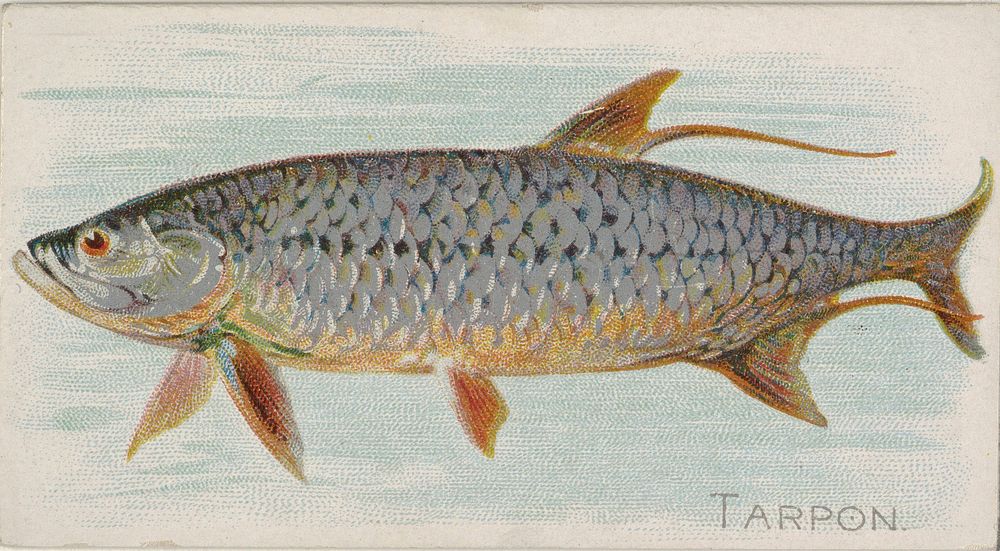 Tarpon, from the Fish from American Waters series (N8) for Allen & Ginter Cigarettes Brands issued by Allen & Ginter 