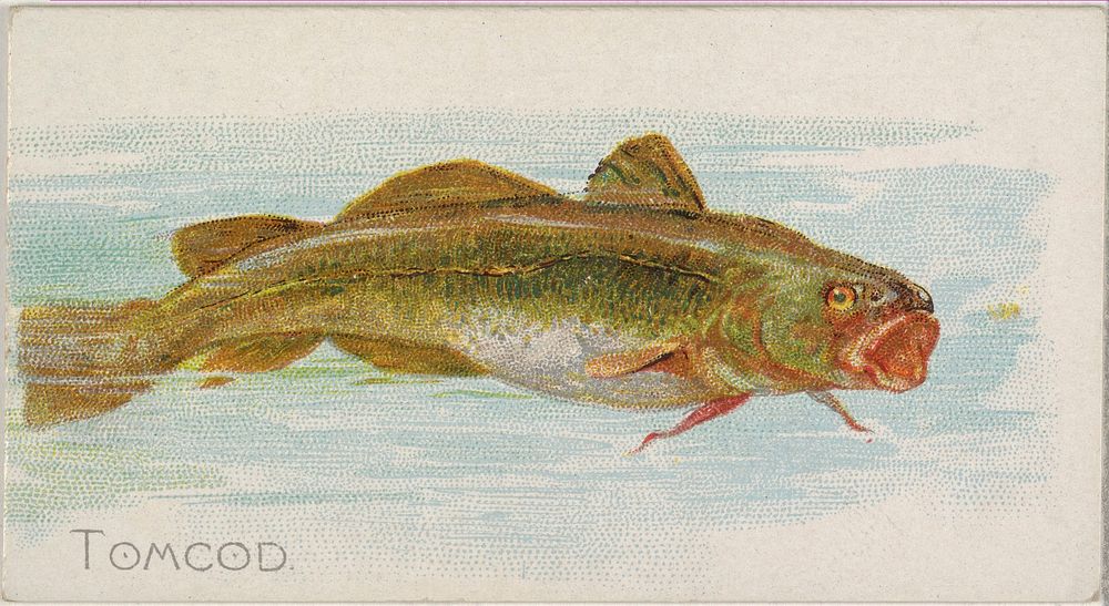 Tomcod, from the Fish from American Waters series (N8) for Allen & Ginter Cigarettes Brands issued by Allen & Ginter 