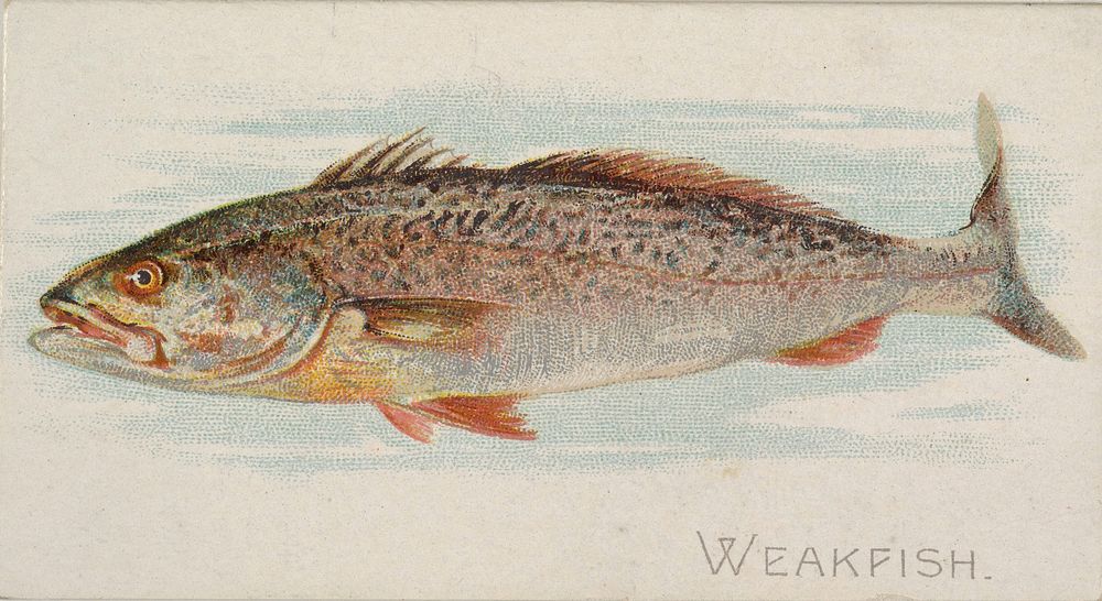 Weakfish, from the Fish from American Waters series (N8) for Allen & Ginter Cigarettes Brands issued by Allen & Ginter 