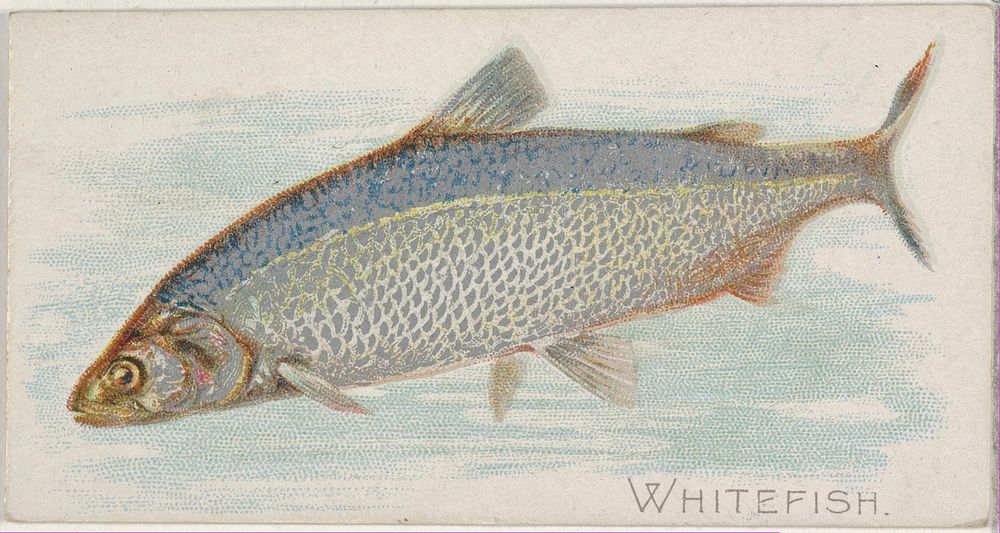Whitefish, from the Fish from American Waters series (N8) for Allen & Ginter Cigarettes Brands issued by Allen & Ginter 