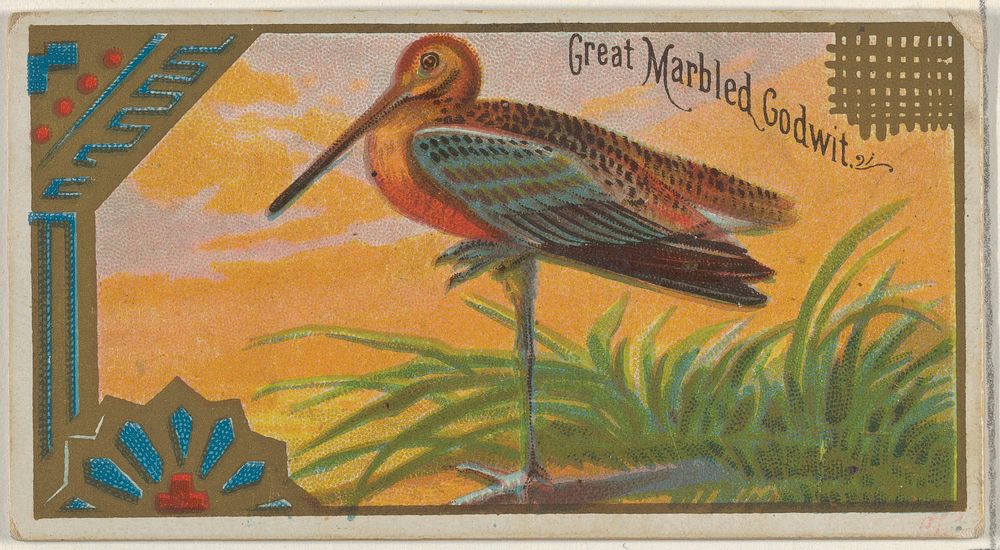 Great Marbled Godwit, from the Game Birds series (N13) for Allen & Ginter Cigarettes Brands issued by Allen & Ginter, George…