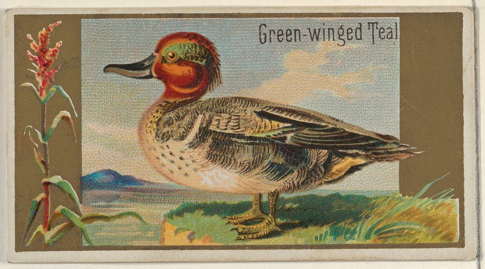 Green-winged Teal, from the Game Birds series (N13) for Allen & Ginter Cigarettes Brands issued by Allen & Ginter, George S.…