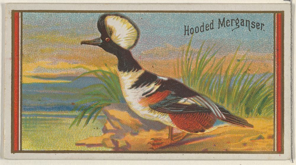 Hooded Merganser, from the Game Birds series (N13) for Allen & Ginter Cigarettes Brands issued by Allen & Ginter, George S.…