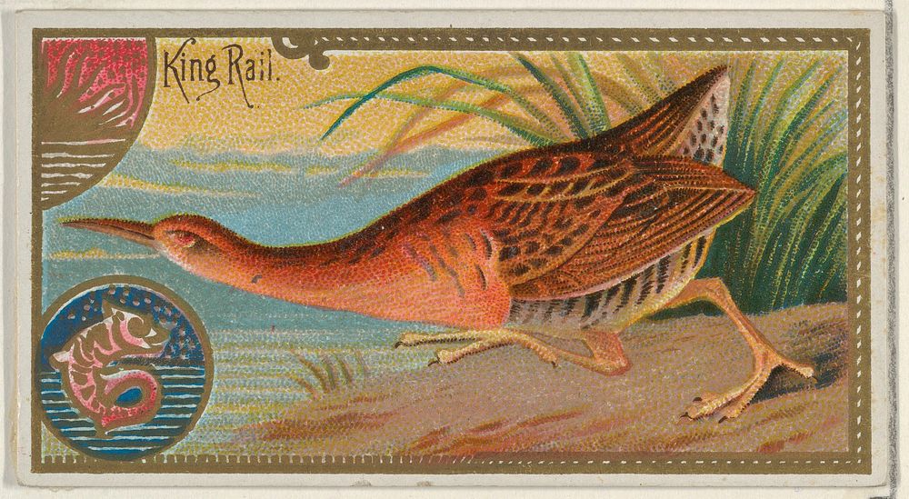 King Rail, from the Game Birds series (N13) for Allen & Ginter Cigarettes Brands
