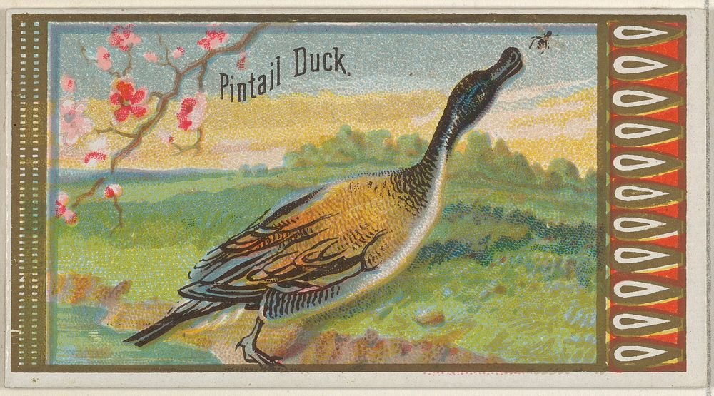 Pintail Duck, from the Game Birds series (N13) for Allen & Ginter Cigarettes Brands issued by Allen & Ginter, George S.…