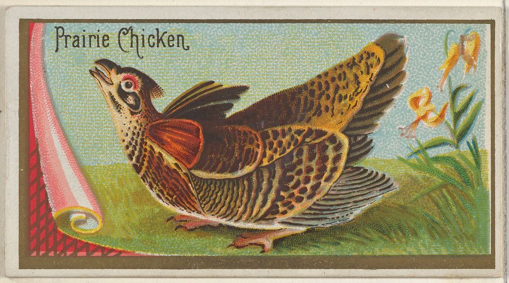 Prairie Chicken, from the Game Birds series (N13) for Allen & Ginter Cigarettes Brands