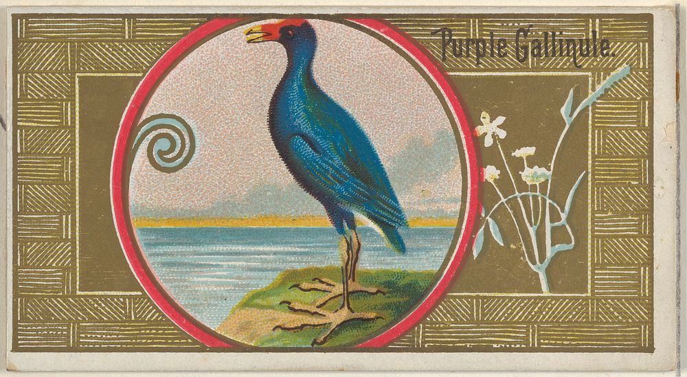 Purple Gallinule, from the Game Birds series (N13) for Allen & Ginter Cigarettes Brands issued by Allen & Ginter, George S.…