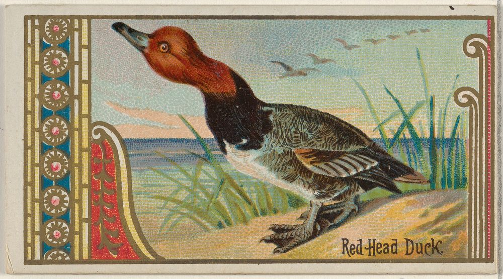 Red Head Duck, from the Game Birds series (N13) for Allen & Ginter Cigarettes Brands