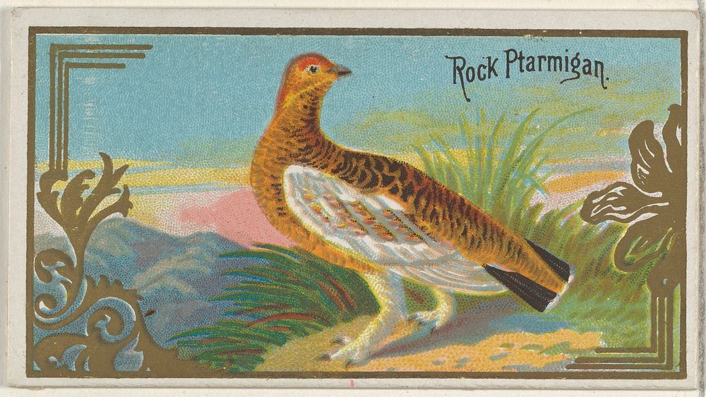 Rock Ptarmigan, from the Game Birds series (N13) for Allen & Ginter Cigarettes Brands issued by Allen & Ginter, George S.…