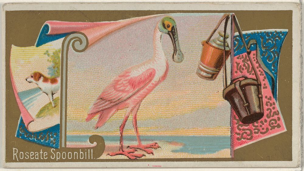 Roseate Spoonbill, from the Game Birds series (N13) for Allen & Ginter Cigarettes Brands issued by Allen & Ginter, George S.…