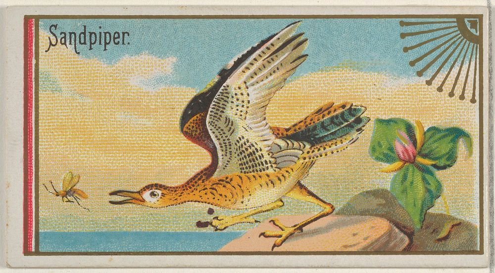Sandpiper, from the Game Birds series (N13) for Allen & Ginter Cigarettes Brands issued by Allen & Ginter, George S. Harris…