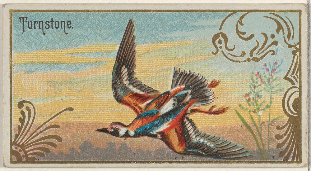 Turnstone, from the Game Birds series (N13) for Allen & Ginter Cigarettes Brands issued by Allen & Ginter, George S. Harris…