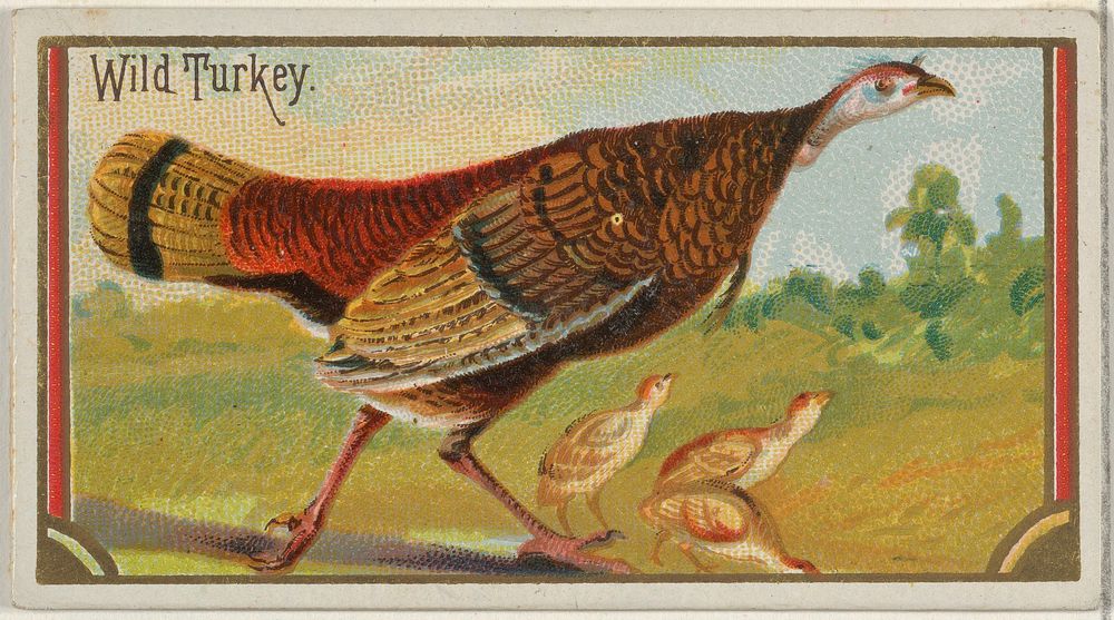 Wild Turkey, from the Game Birds series (N13) for Allen & Ginter Cigarettes Brands