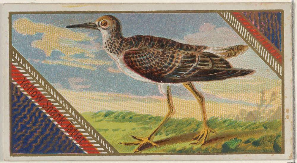 Yellow Shank Tatien, from the Game Birds series (N13) for Allen & Ginter Cigarettes Brands issued by Allen & Ginter, George…
