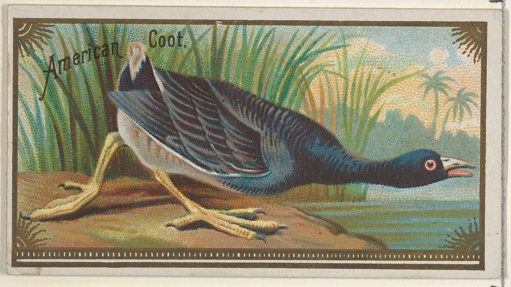 American Coot, from the Game Birds series (N13) for Allen & Ginter Cigarettes Brands