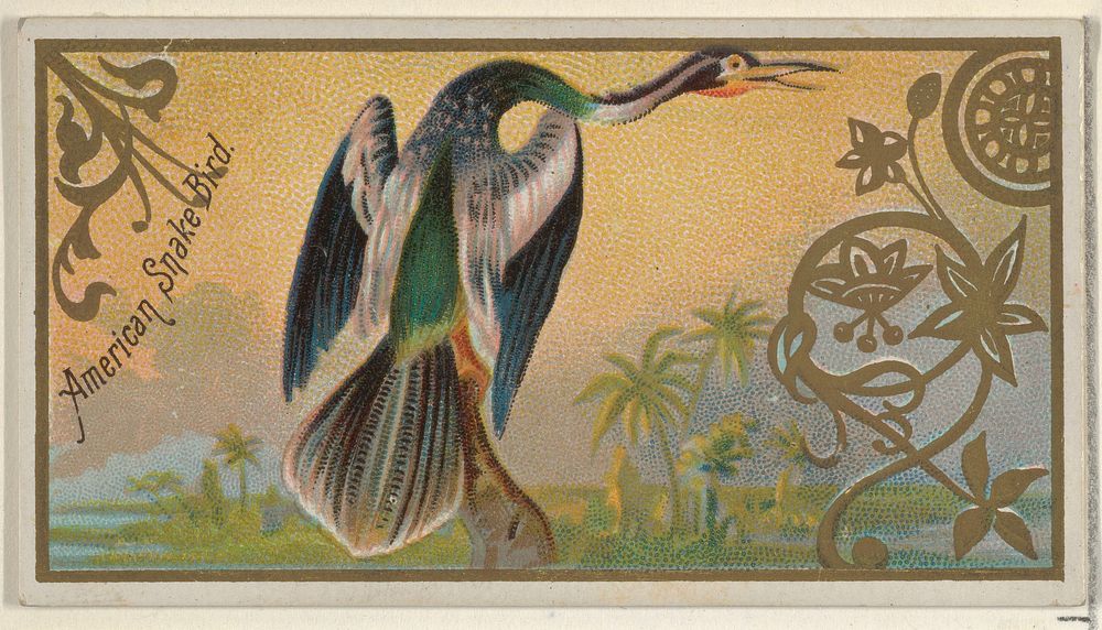 American Snake Bird, from the Game Birds series (N13) for Allen & Ginter Cigarettes Brands issued by Allen & Ginter, George…