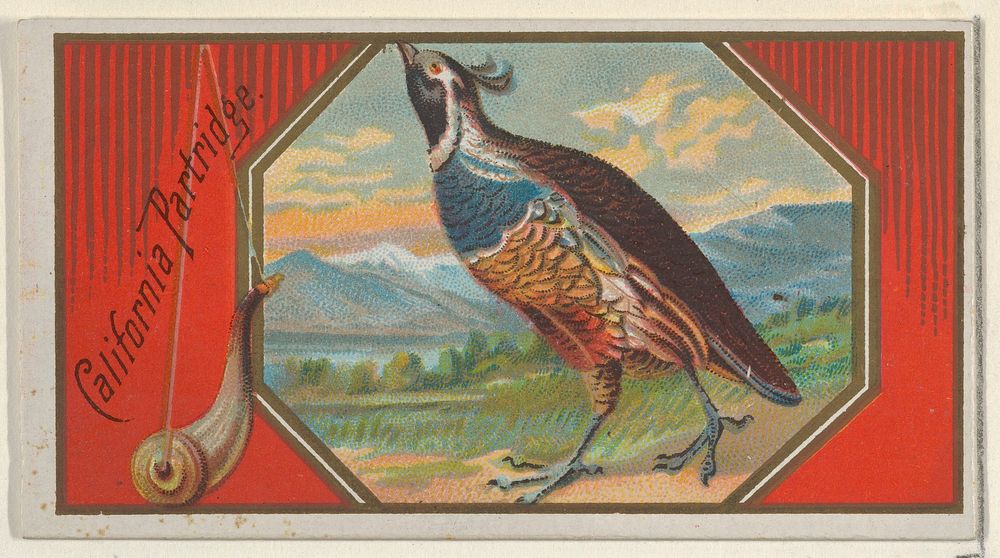 California Partridge, from the Game Birds series (N13) for Allen & Ginter Cigarettes Brands issued by Allen & Ginter, George…