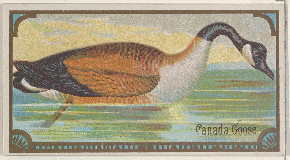 Canada Goose, from the Game Birds series (N13) for Allen & Ginter Cigarettes Brands