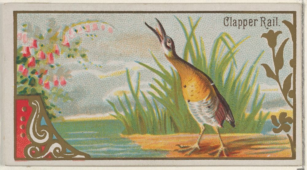 Clapper Rail, from the Game Birds series (N13) for Allen & Ginter Cigarettes Brands issued by Allen & Ginter, George S.…