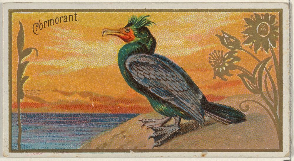Cormorant, from the Game Birds series (N13) for Allen & Ginter Cigarettes Brands