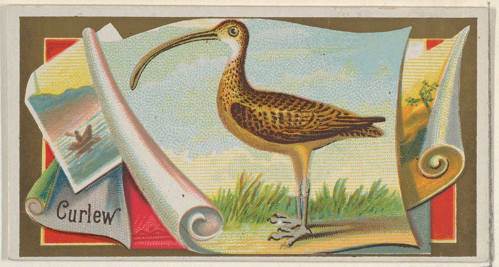 Curlew, from the Game Birds series (N13) for Allen & Ginter Cigarettes Brands issued by Allen & Ginter, George S. Harris &…