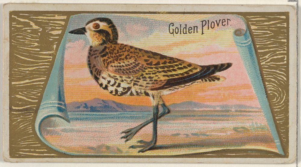 Golden Plover, from the Game Birds series (N13) for Allen & Ginter Cigarettes Brands