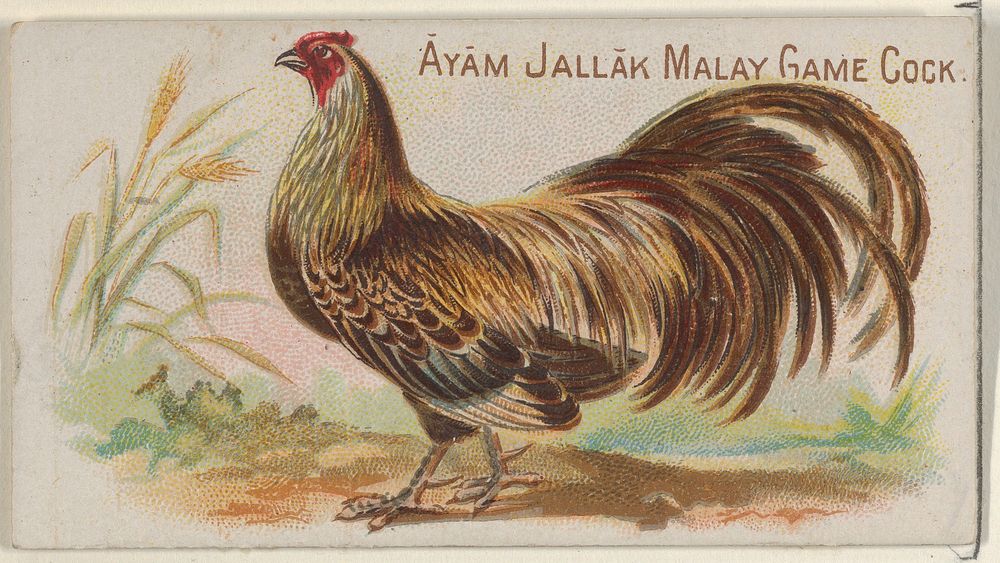 Ayam Jallak Malay Game Cock, from the Prize and Game Chickens series (N20) for Allen & Ginter Cigarettes