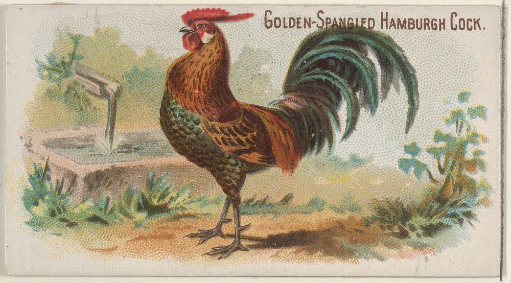 Golden-Spangled Hamburgh Cock, from the Prize and Game Chickens series (N20) for Allen & Ginter Cigarettes published by…