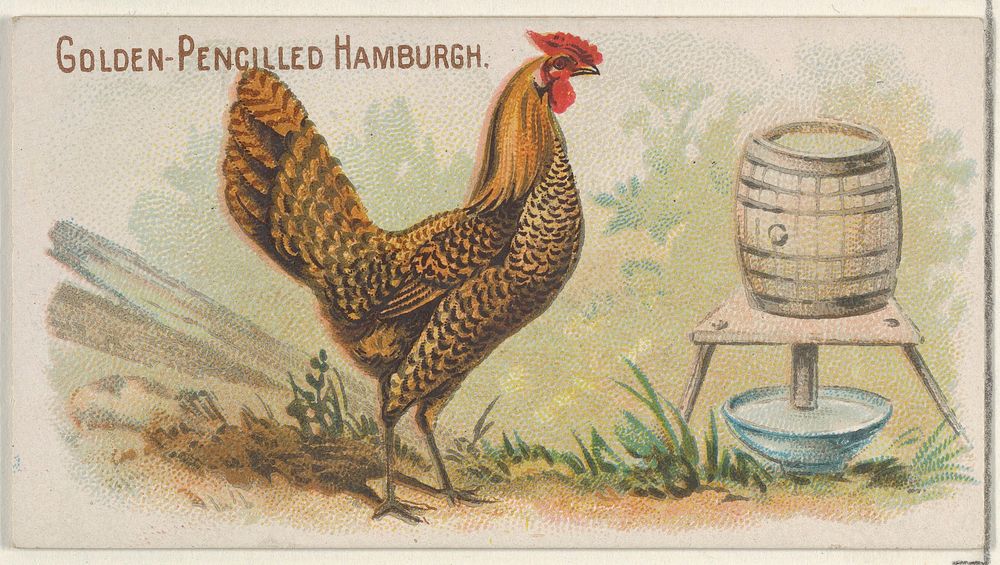 Golden-Pencilled Hamburgh, from the Prize and Game Chickens series (N20) for Allen & Ginter Cigarettes published by Allen &…