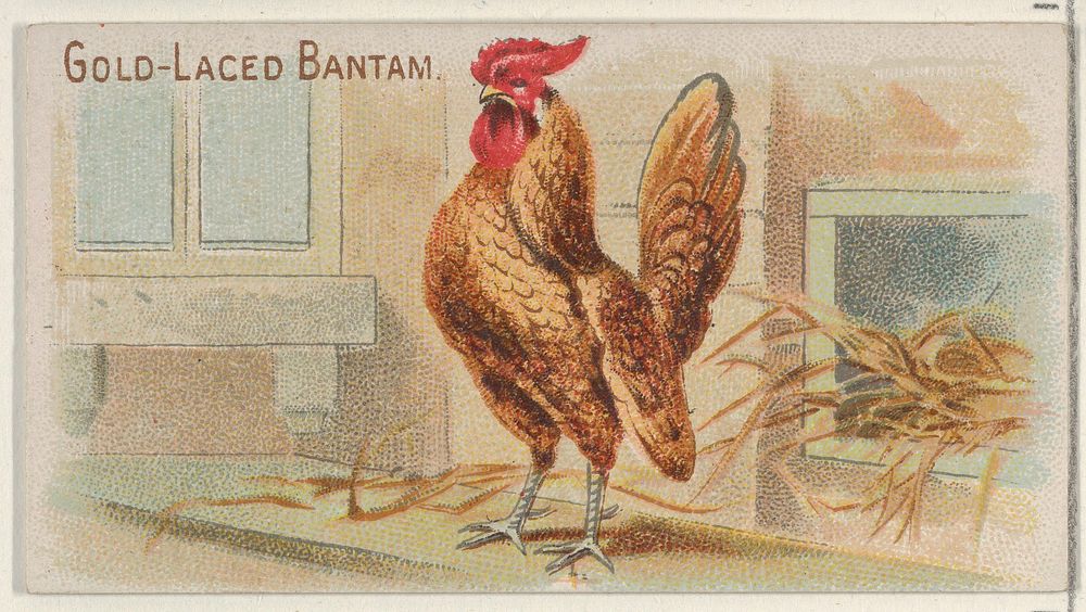 Gold-Laced Bantam, from the Prize and Game Chickens series (N20) for Allen & Ginter Cigarettes