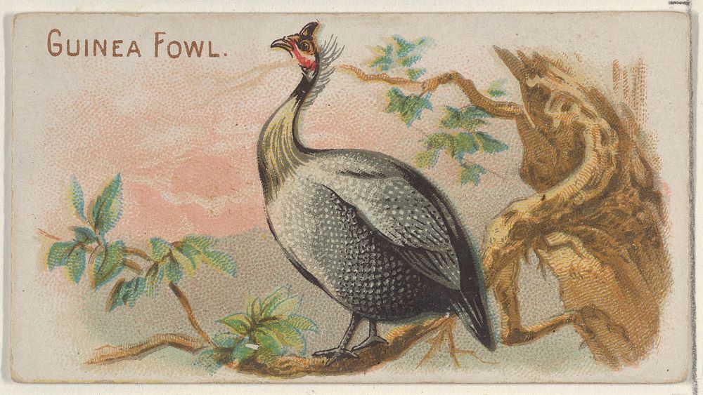 Guinea Fowl, from the Prize and Game Chickens series (N20) for Allen & Ginter Cigarettes published by Allen & Ginter