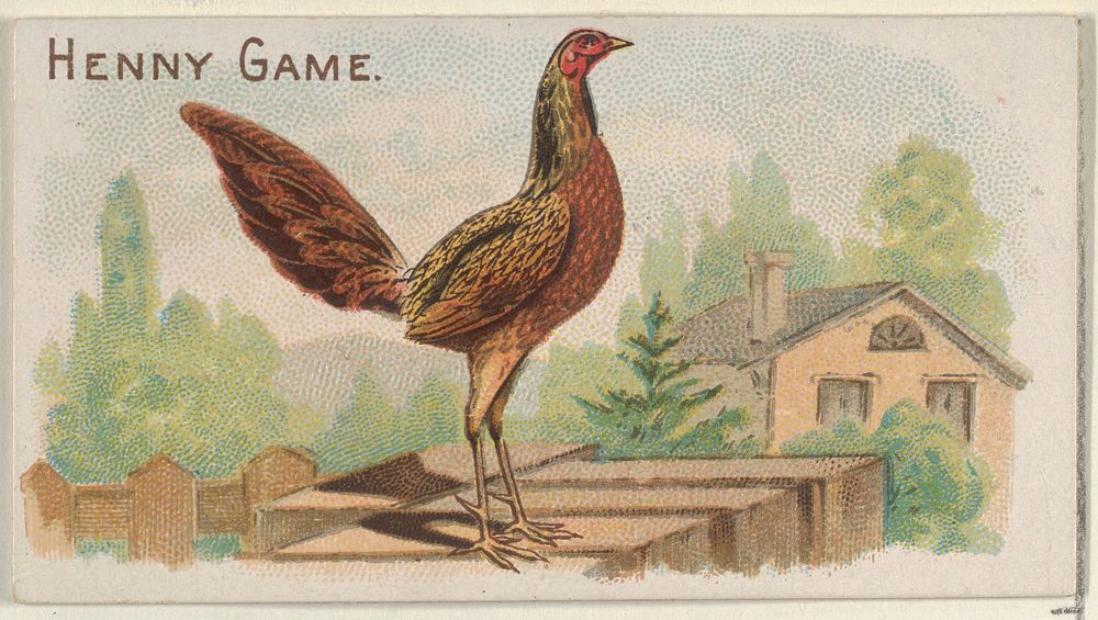 Henny Game, from the Prize and Game Chickens series (N20) for Allen & Ginter Cigarettes published by Allen & Ginter