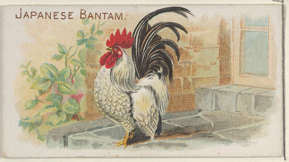 Japanese Bantam, from the Prize and Game Chickens series (N20) for Allen & Ginter Cigarettes, issued by Allen & Ginter