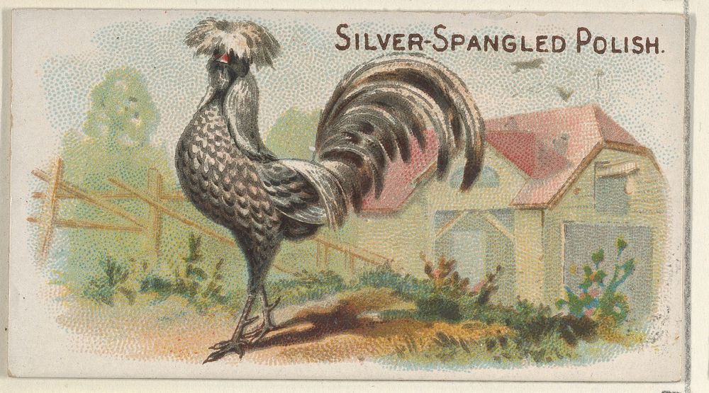 Silver-Spangled Polish, from the Prize and Game Chickens series (N20) for Allen & Ginter Cigarettes published by Allen &…