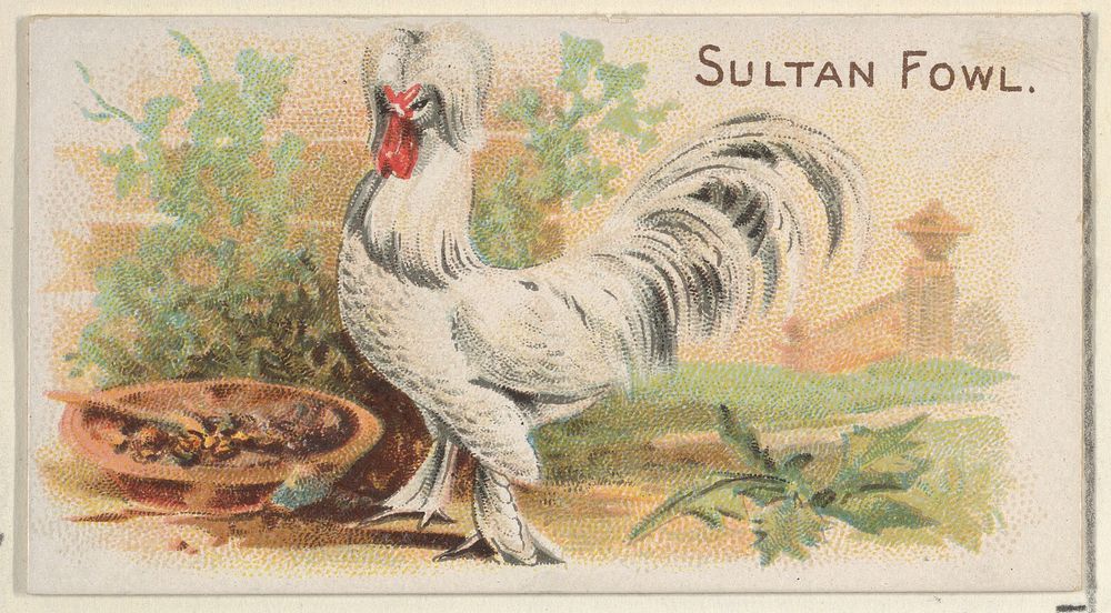 Sultan Fowl, from the Prize and Game Chickens series (N20) for Allen & Ginter Cigarettes published by Allen & Ginter