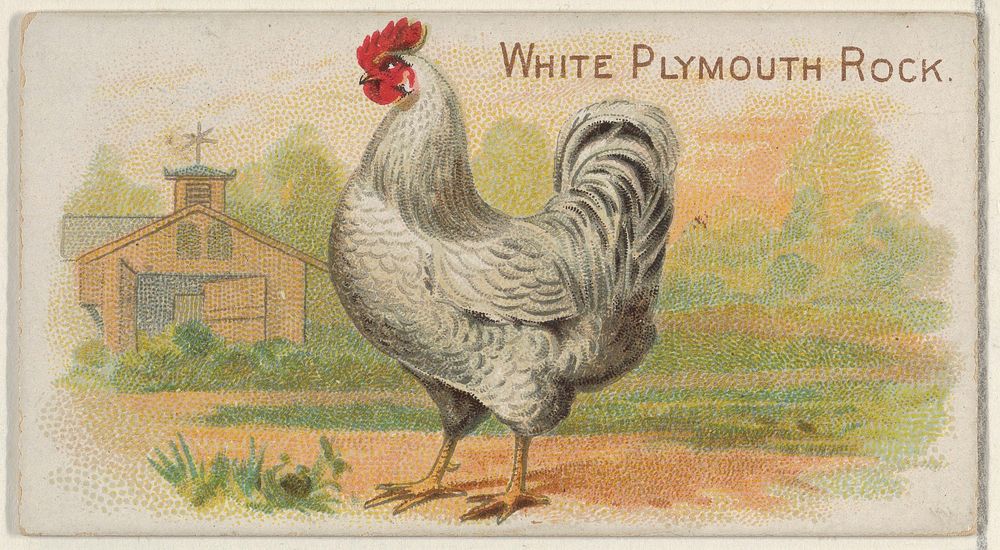 White Plymouth Rock, from the Prize and Game Chickens series (N20) for Allen & Ginter Cigarettes
