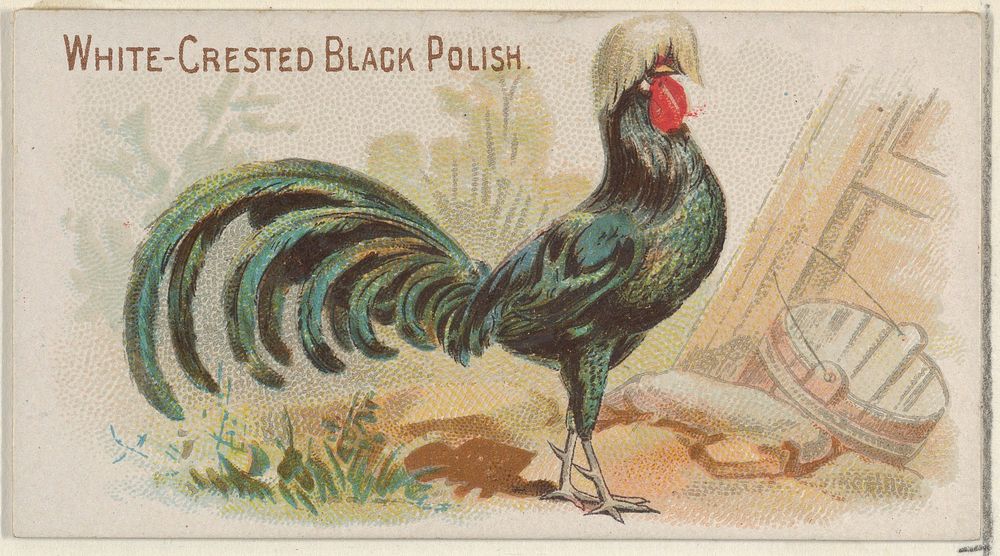 White-Crested Black Polish, from the Prize and Game Chickens series (N20) for Allen & Ginter Cigarettes published by Allen &…