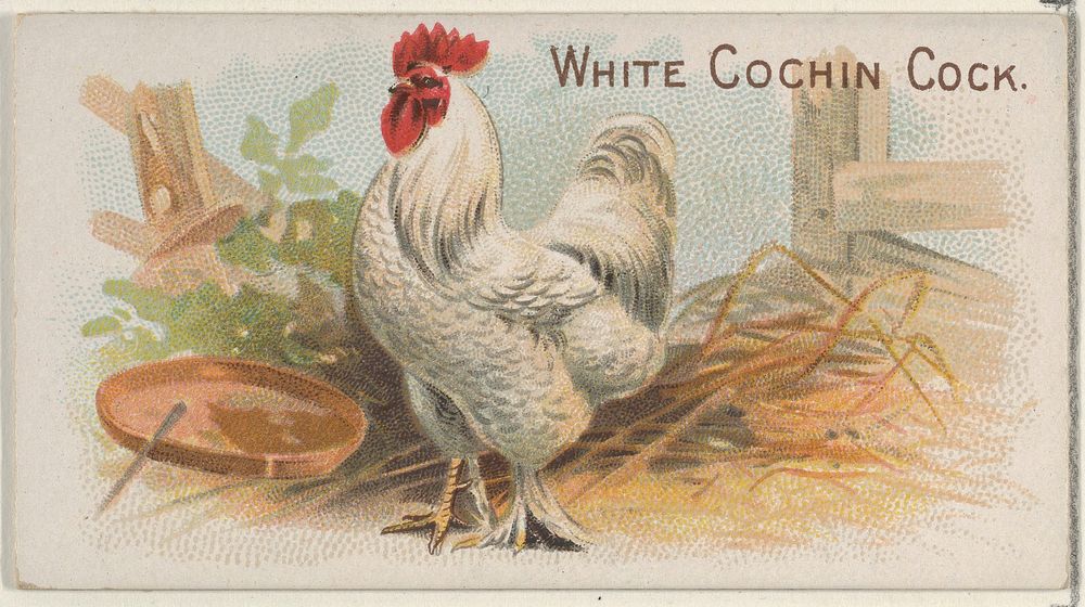 White Cochin Cock, from the Prize and Game Chickens series (N20) for Allen & Ginter Cigarettes published by Allen & Ginter