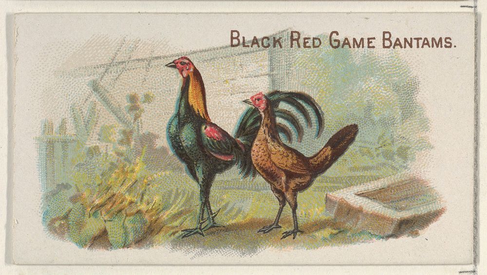 Black Red Game Bantams, from the Prize and Game Chickens series (N20) for Allen & Ginter Cigarettes published by Allen &…