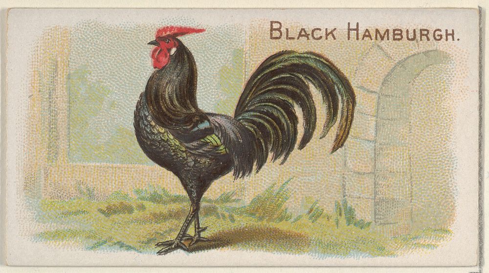 Black Hamburgh, from the Prize and Game Chickens series (N20) for Allen & Ginter Cigarettes published by Allen & Ginter