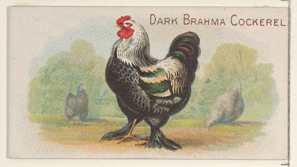 Dark Brahma Cockerel, from the Prize and Game Chickens series (N20) for Allen & Ginter Cigarettes