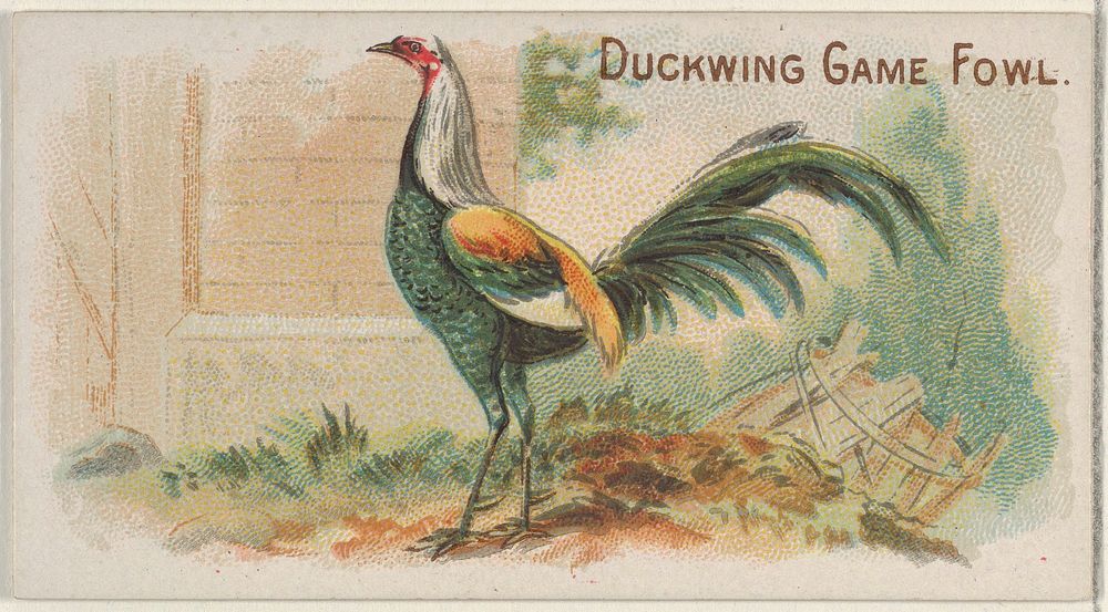 Duckwing Game Fowl, from the Prize and Game Chickens series (N20) for Allen & Ginter Cigarettes published by Allen & Ginter