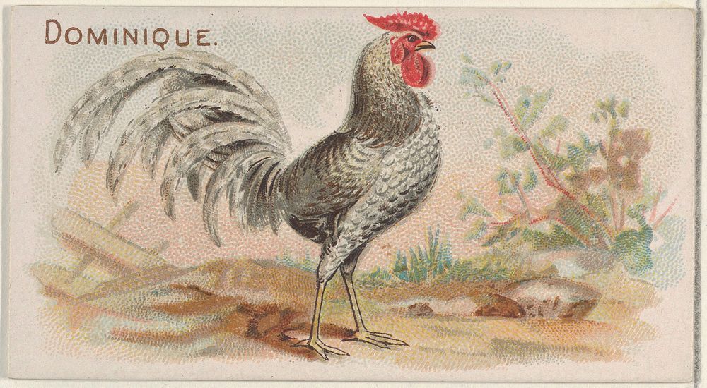 Dominique, from the Prize and Game Chickens series (N20) for Allen & Ginter Cigarettes published by Allen & Ginter