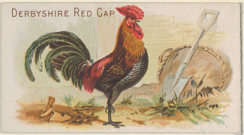 Derbyshire Red Cap, from the Prize and Game Chickens series (N20) for Allen & Ginter Cigarettes