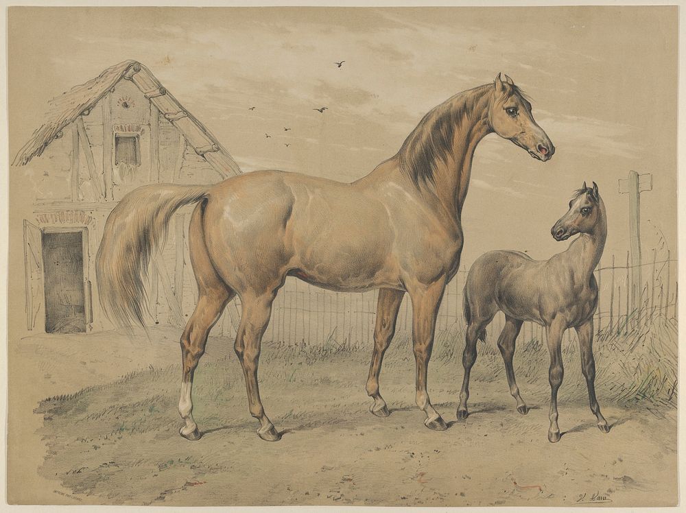 Mare and Foal