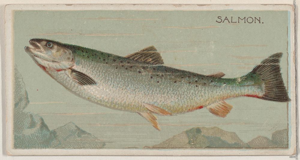 Salmon, from the series Fishers and Fish (N74) for Duke brand cigarettes issued by W. Duke, Sons & Co.